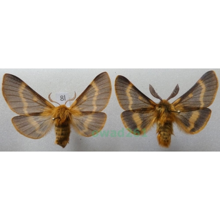 Lemonia dumi (Linnaeus, 1761) pair Czech8l